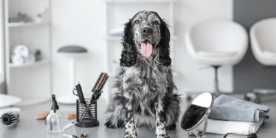 Accredited Dog Grooming Course Online