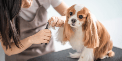 Diploma in Dog Grooming