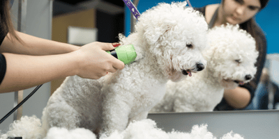 Dog Grooming and Training Course