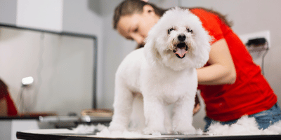 Professional Dog Grooming Course