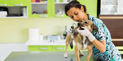Caring for Dogs, Grooming, First Aid and Emergency CPR