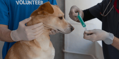 Accredited Dog First Aid, CPR & Grooming Certification