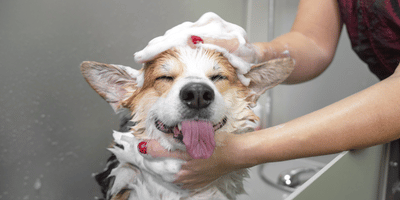 Certified Diploma in Dog Grooming