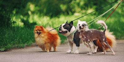 Professional Dog Walking Business Course