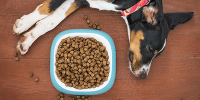 Pet Nutrition Course