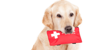 Pet First Aid and CPR Certification